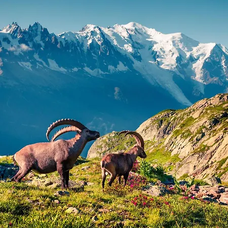 Les Capucins 22 - Happy Chamonix